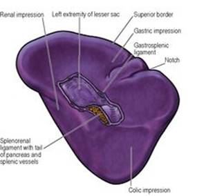 B9780702033957000055/f05-41-9780702033957.jpg is missing