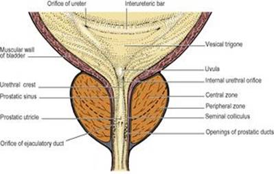 B9780702033957000055/f05-60-9780702033957.jpg is missing