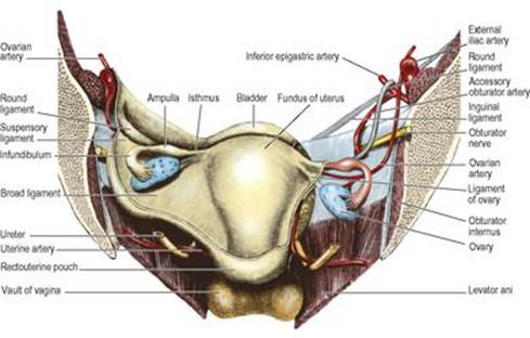 B9780702033957000055/f05-63-9780702033957.jpg is missing