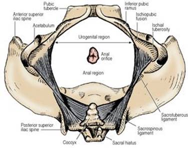 B9780702033957000055/f05-67-9780702033957.jpg is missing