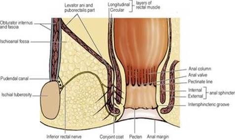 B9780702033957000055/f05-69-9780702033957.jpg is missing