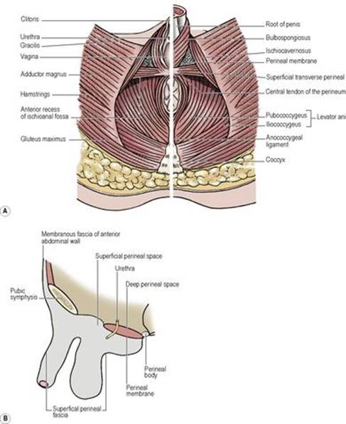 B9780702033957000055/f05-71-9780702033957.jpg is missing
