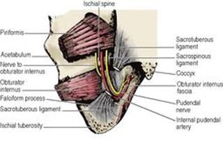B9780702033957000055/f05-70-9780702033957.jpg is missing