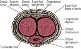 B9780702033957000055/f05-72-9780702033957.jpg is missing