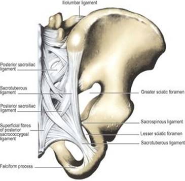 B9780702033957000055/f05-74-9780702033957.jpg is missing