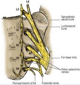 B9780702033957000055/f05-76-9780702033957.jpg is missing