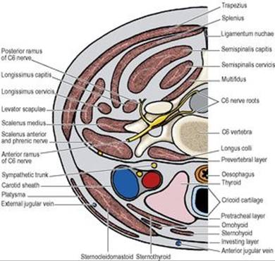 B9780702033957000067/f06-01-9780702033957.jpg is missing