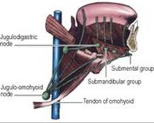 B9780702033957000067/f06-34-9780702033957.jpg is missing