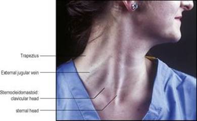 B9780702033957000067/f06-02-9780702033957.jpg is missing