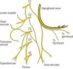 B9780702033957000067/f06-03-9780702033957.jpg is missing