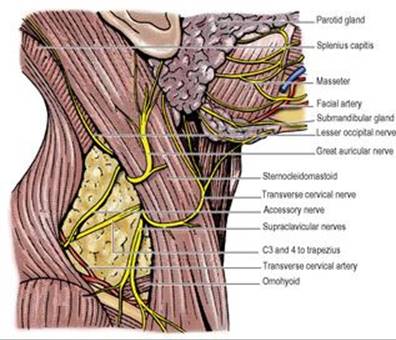 B9780702033957000067/f06-04-9780702033957.jpg is missing