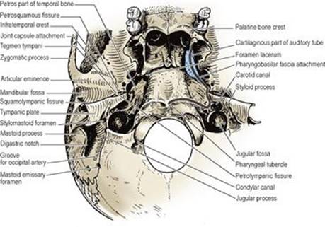 B9780702033957000067/f06-35-9780702033957.jpg is missing