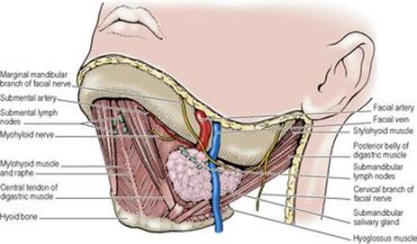 B9780702033957000067/f06-06-9780702033957.jpg is missing