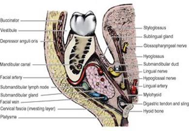 B9780702033957000067/f06-07-9780702033957.jpg is missing