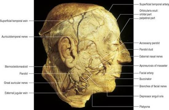 B9780702033957000067/f06-16-9780702033957.jpg is missing