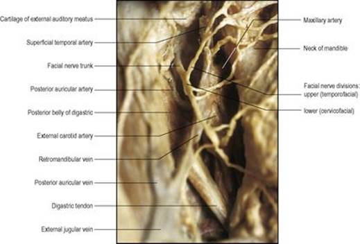 B9780702033957000067/f06-18-9780702033957.jpg is missing
