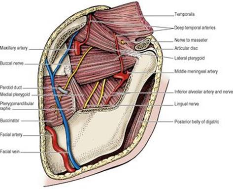 B9780702033957000067/f06-20-9780702033957.jpg is missing