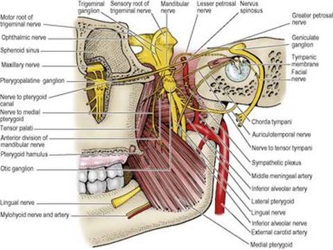 B9780702033957000067/f06-21-9780702033957.jpg is missing