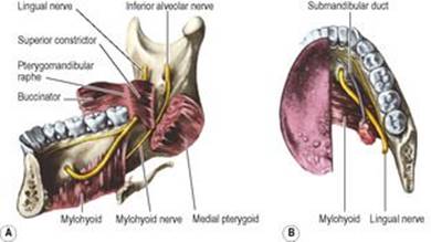 B9780702033957000067/f06-22-9780702033957.jpg is missing