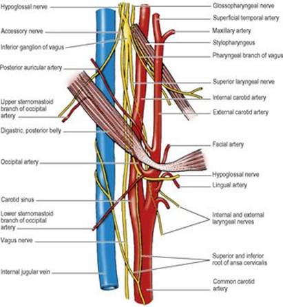 B9780702033957000067/f06-23-9780702033957.jpg is missing