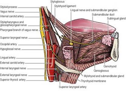 B9780702033957000067/f06-24-9780702033957.jpg is missing