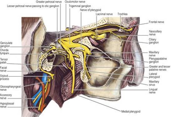 B9780702033957000067/f06-27-9780702033957.jpg is missing