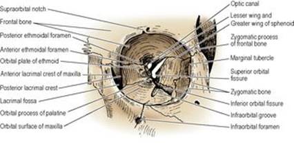 B9780702033957000067/f06-50-9780702033957.jpg is missing