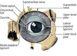 B9780702033957000067/f06-51-9780702033957.jpg is missing