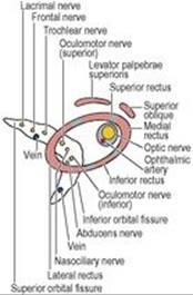 B9780702033957000067/f06-53-9780702033957.jpg is missing