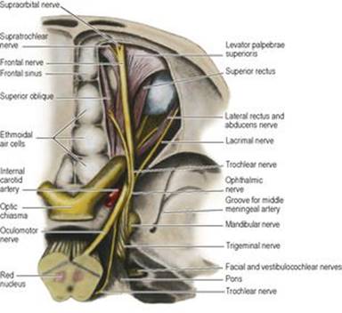 B9780702033957000067/f06-54-9780702033957.jpg is missing