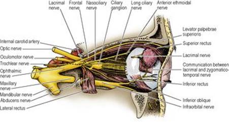 B9780702033957000067/f06-56-9780702033957.jpg is missing