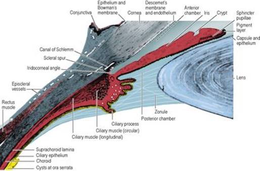 B9780702033957000067/f06-59-9780702033957.jpg is missing