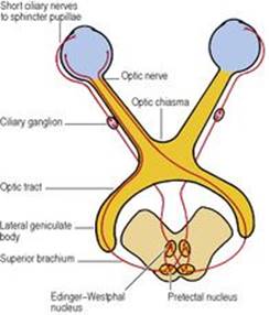 B9780702033957000067/f06-60-9780702033957.jpg is missing