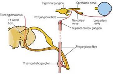 B9780702033957000067/f06-61-9780702033957.jpg is missing