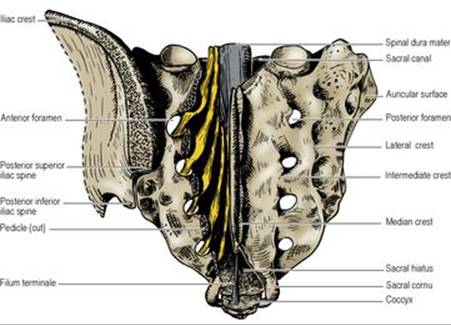B9780702033957000067/f06-98-9780702033957.jpg is missing
