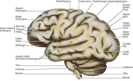 B9780702033957000079/f07-01-9780702033957.jpg is missing