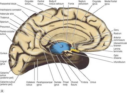 B9780702033957000079/f07-03a-9780702033957.jpg is missing