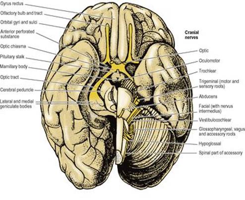B9780702033957000079/f07-04-9780702033957.jpg is missing