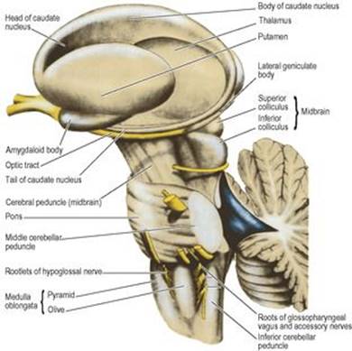 B9780702033957000079/f07-06-9780702033957.jpg is missing
