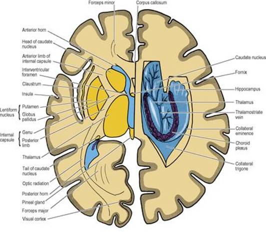 B9780702033957000079/f07-07-9780702033957.jpg is missing