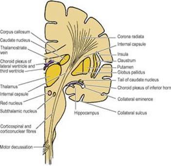 B9780702033957000079/f07-08-9780702033957.jpg is missing