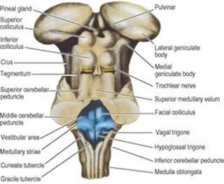 B9780702033957000079/f07-20-9780702033957.jpg is missing