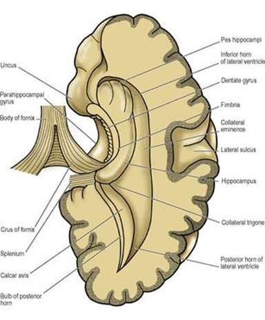 B9780702033957000079/f07-10-9780702033957.jpg is missing