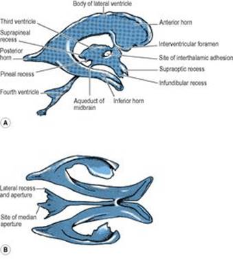 B9780702033957000079/f07-11ab-9780702033957.jpg is missing