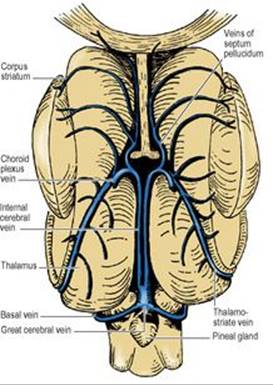 B9780702033957000079/f07-17-9780702033957.jpg is missing
