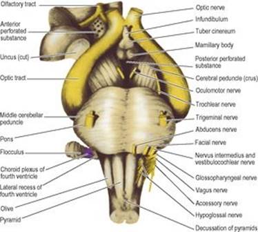 B9780702033957000079/f07-18-9780702033957.jpg is missing