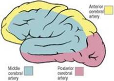 B9780702033957000079/f07-13-9780702033957.jpg is missing