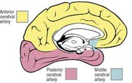 B9780702033957000079/f07-14-9780702033957.jpg is missing