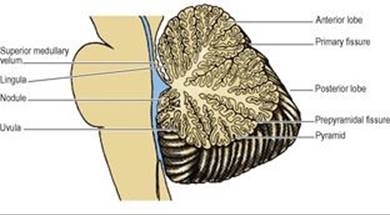 B9780702033957000079/f07-29-9780702033957.jpg is missing