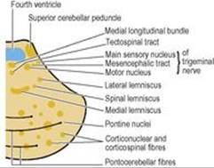 B9780702033957000079/f07-23-9780702033957.jpg is missing
